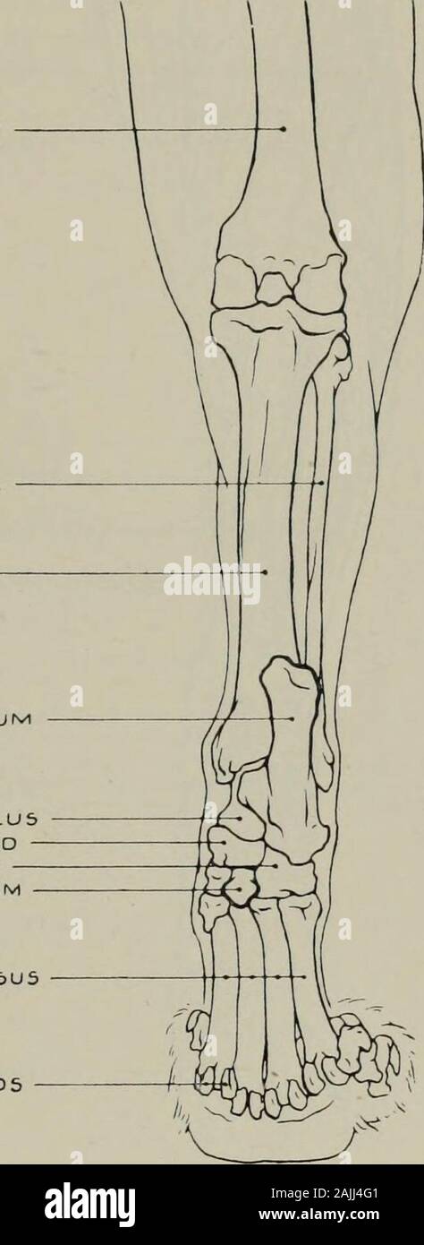 La modellazione; una guida per gli insegnanti e per gli studenti . R I GHT femore contabilità finanziaria l-UNA TIBIA CALCANE.UM ASTRAGALO SCAFOIDE CUBOIDE CUIMEIFOHM ME TATAR SU 3 5E:bAMOID5. Fig. 113.-HiND-LF.G. Aspetto posteriore. Osteologia. Il SoLEUS (o.) esterno la tuberosità della tibia: (i). tendine del gastrocnemio. LongusDIGITORUM flessori (o.) esterno la tuberosità della tibia: (i) cifre interne. Flhxor pollicis longus(o) dalla tibia e dalla fibula : (i). Da quattro tendini in cifre. Peroneus brevis (o. ) Tibia andfibula: (i). metatarsale esterna. Peroneus longus (o.) esterno la tuberosità della tibia: (i)metatarso. Flessore digitorum sublimis (o.) del femore Foto Stock