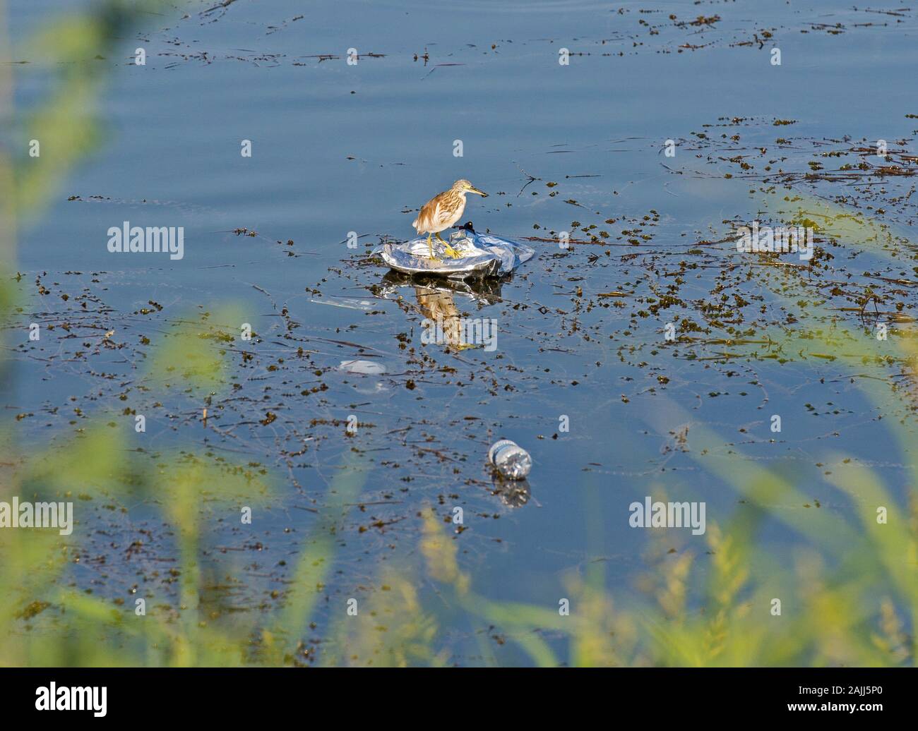 Sgarza ciuffetto Ardeola ralloides uccello selvatico si fermò sulla spazzatura inquinamento nelle paludi del fiume con la riflessione Foto Stock