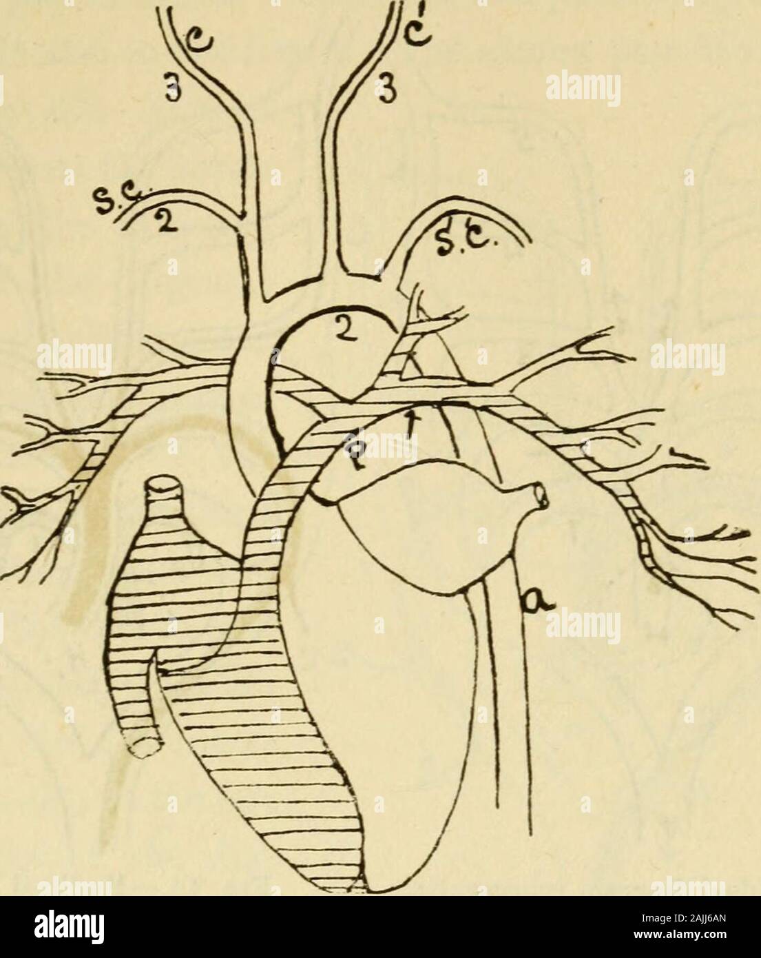 Evoluzione; la sua natura, le sue testimonianze e il suo rapporto con il pensiero religioso . o rep-piastrelle. Così, ancora una volta, phylogeny, tassonomia, eil ontogenesi, sono in completo accordo. Ma l'argomento per evoluzione non si ferma qui.Se gli uccelli e i mammiferi sono venuti da rettili, edi conseguenza da pesci, ci può aspettarsi di trovare alcuni evi-dences dello stesso tipo ancora persistente nel grande arter-ies. E tale che facciamo trovare. Si tratta di una cosa più curiosa andsignificant fatto che nei primi condizione embrionale ofbirds e mammiferi, compreso l'uomo, abbiamo findon su ciascun lato del collo più gill-feritoie, ciascuna con esso Foto Stock