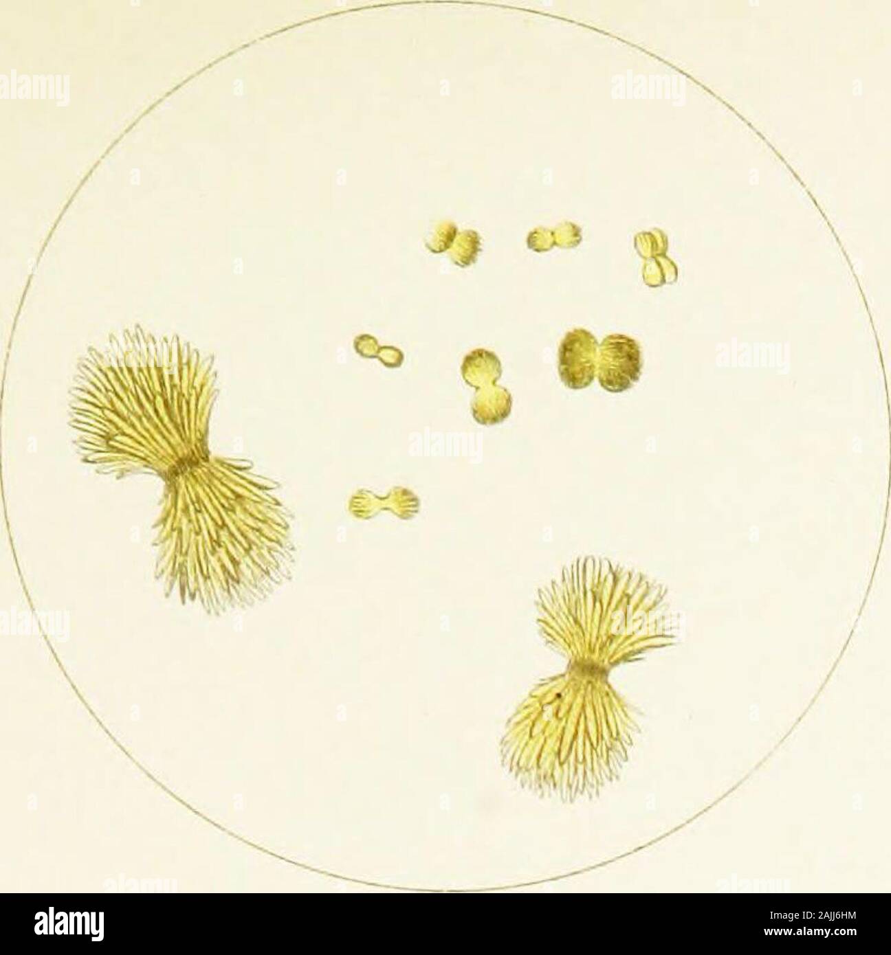 Atlante dei sedimenti urinari; con particolare riferimento al loro significato clinico . Piastra VI. Piastra VI. Fig. 1. Acido urico [impuro!]. Asta come cristalli disposti in covoni. Da un molto concentrati di urina. Fig. 2. Acido urico. Dumb-Bell, a clessidra, e altre forme prodotte da-soluzione parziale. Da un acido forte urina che era rimasto per qualche tempo.Dopo una dieta ricca di alimenti di origine animale. Fig. 3. Acido urico [impuro^] sporco verde-giallo, lancia a forma di asta e-come cristalli, parzialmente disposta in rosette. Da icteric urina. Fig. 4. Acido urico. Piccoli cristalli raggruppati insieme. Da un caso in cui questo sub Foto Stock