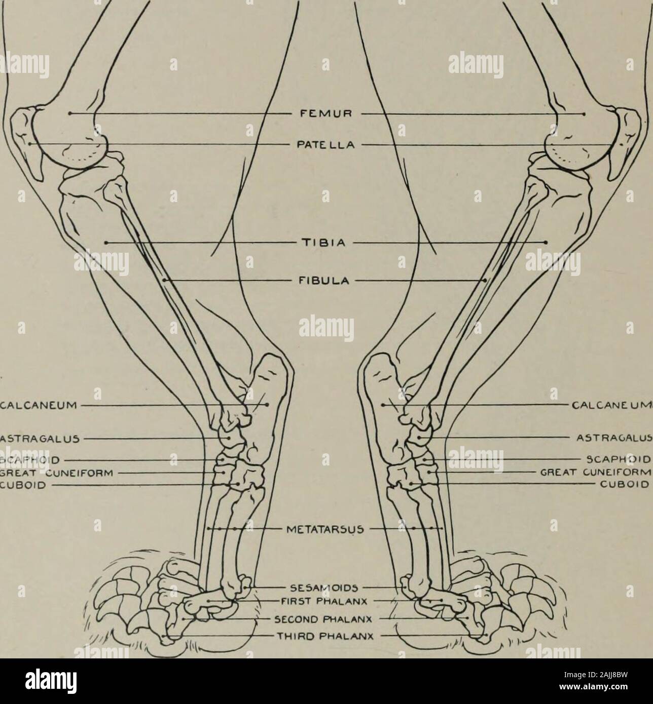 La modellazione; una guida per gli insegnanti e per gli studenti . GITORUM PE.RONLUS LONGU3 PLRONELUS BRELVIS LONGUS FLESSORE POLLICI5 FASCICULUS DI PEIRONEUS BREVIb FLEIXOR DIGITORUM 5UBLIMIS TENSOR DIGITORUM PEDIS BREVIS INTEROSSEI Fig. io8a.--Hind-gamba. Aspetto esterno. Miologia. gastrocnemio. Tibiale anticiis (o.) tuberosità esterna e la cresta della tibia ot: (i). ossa orudimentary alluce. Estensore digitorum longus (o.) femore: (i). Da quattro tendini posizionedi seconda e terza falangi delle cifre. :Peroneus longus (o.) esterno la tuberosità della tibia :(i). metatarso. Peroneus brevis (o.) dalla tibia e dalla fibula : (i.) esterno Foto Stock