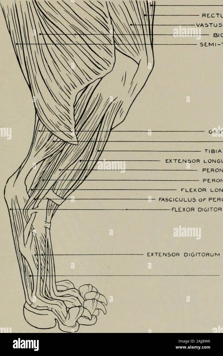 La modellazione; una guida per gli insegnanti e per gli studenti . GASTROCNE.MIU SUOLA.US TIBIALE ANTICUS EXTE-NSOR LONGUS OIGITORUM PERONEUS LONGUS PEBONEUS BREVI5 FLESSORE POLLICIS LONGUS FASCICULUS o PERONEUS 8REVIS DIGlTORUM flessori estensori SUBLIMIS OIGITORUM PEDIS BREVI5 INTEROSSEI Fig. 108.-Hind-gamba. Aspetto esterno. Miologia. Allegati dei muscoli. Saktorius (porzione rotulea) (origine) anteriore della colonna vertebrale iliaca: (inserimento) rotula. Kkctu.sFE.MORIS (tricipiti cruris) (o) hone iliaca: (i). rotula. Vastus externus (tricipiti cruris) (o.)femore: (i). tendine del rectus fenioris e rotula. BiCKPS CRURIS (o.) tuberosit Foto Stock
