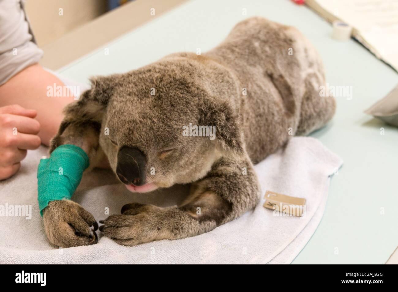 Un ferito Koala maschio di nome Blair essendo preparato per un X-ray mentre sotto anestetico al giardino zoologico dell'Australia Wildlife Hospital sulla Costa del Sole in Foto Stock