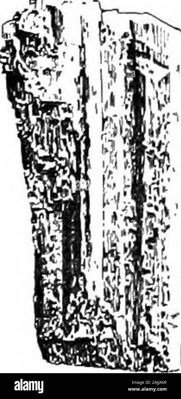 Elementi di mineralogia e di cristallografia e cannello analisi da un punto di vista pratico .. . Te piani o differire-ent porzioni possono ciascuno essere diviso in modo parallelo al proprio set di piani.masse di minerali che non sono opache se esaminato da polarizedlight, come spiegato più avanti, producono effetti su la luce entirelydifferent da quelle prodotte da una sostanza con indefinitamente ar-variava di particelle, e in masse opaques la struttura regolare forse dimostrato da altre prove fisiche. Massiccio e amorfa. Tutte le masse che non mostrano definitiva facce del cristallo sono detti tobe massiccia, se cristallino in stru Foto Stock