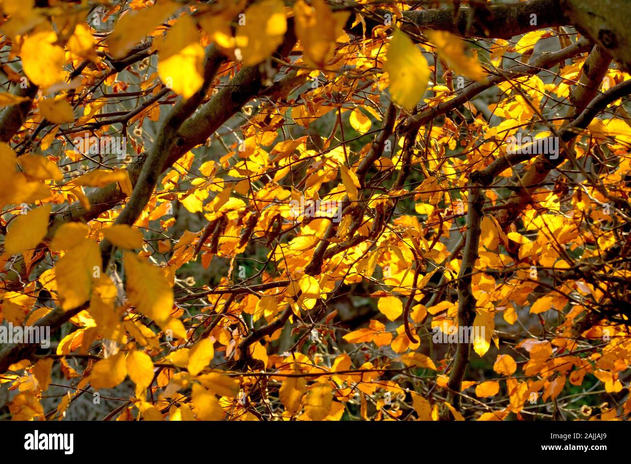In autunno le foglie di faggio (Fagus sylvatica), retroilluminato da bassa, la calda luce del sole. Foto Stock