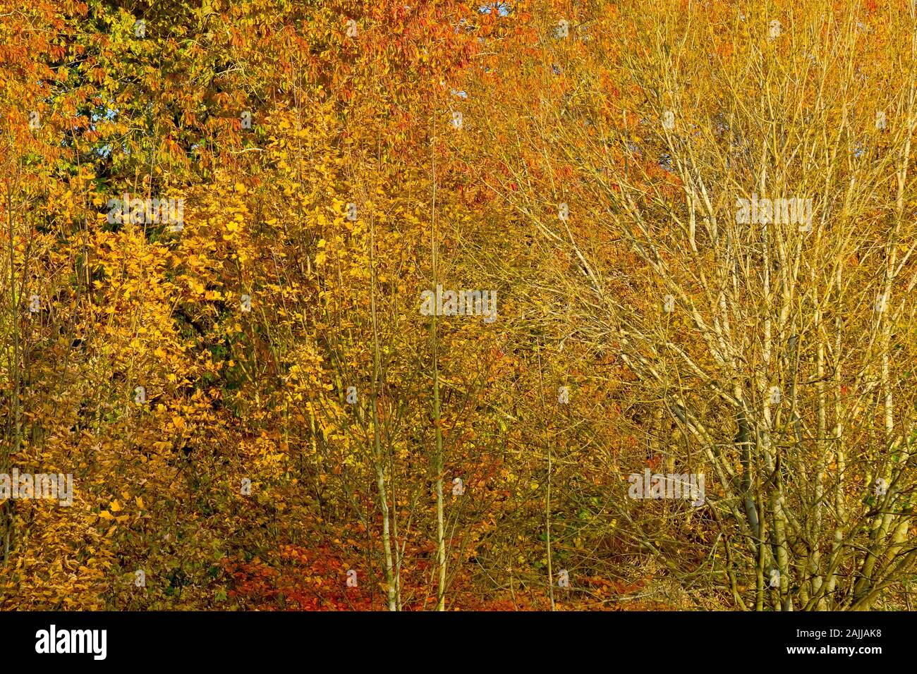 Un pezzo di bosco risplendente nei suoi colori autunnali. Foto Stock