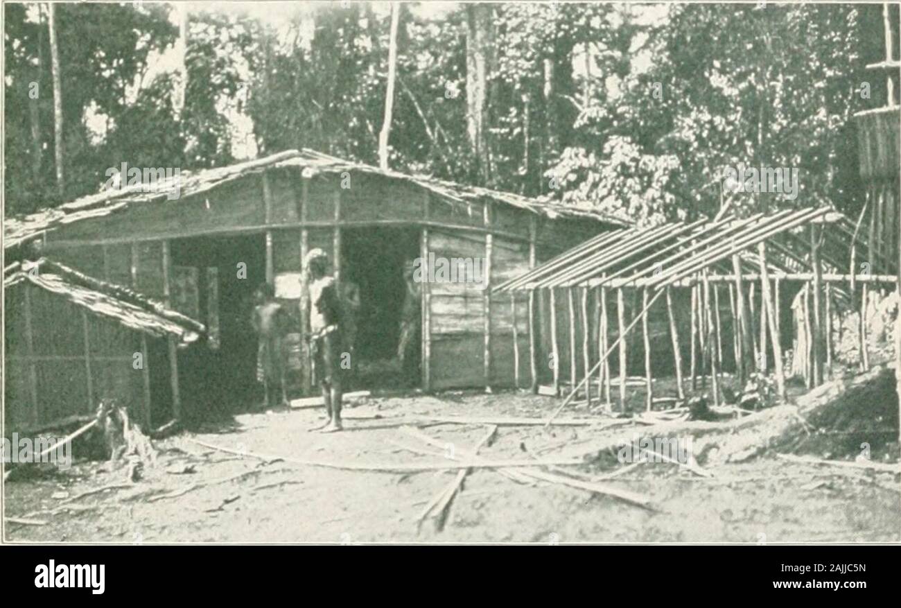 Dal Congo al Niger e Nilo : un account della centrale tedesca spedizione africana di 1910-1911 . e grande orchid-come flowerscalls viaggiatori di attenzione per la loro presenza. Itis il più dolce profumo floreale che io abbia mai comeacross, ma come tutti i profumi è difficile da descrivere. Ifit potrebbe essere estratto sarebbe certamente dare una gioia piena) fragrante profumo. Ero interessato a vedere come frequentemente e howsuddenly giungla ha cambiato il suo carattere. Vicino thelittle villaggio di Odjimo ci sono ^tratti ide coveredv^ith il maestoso Macrolohium Dezcevrei. Speciale Probablysome cond Foto Stock