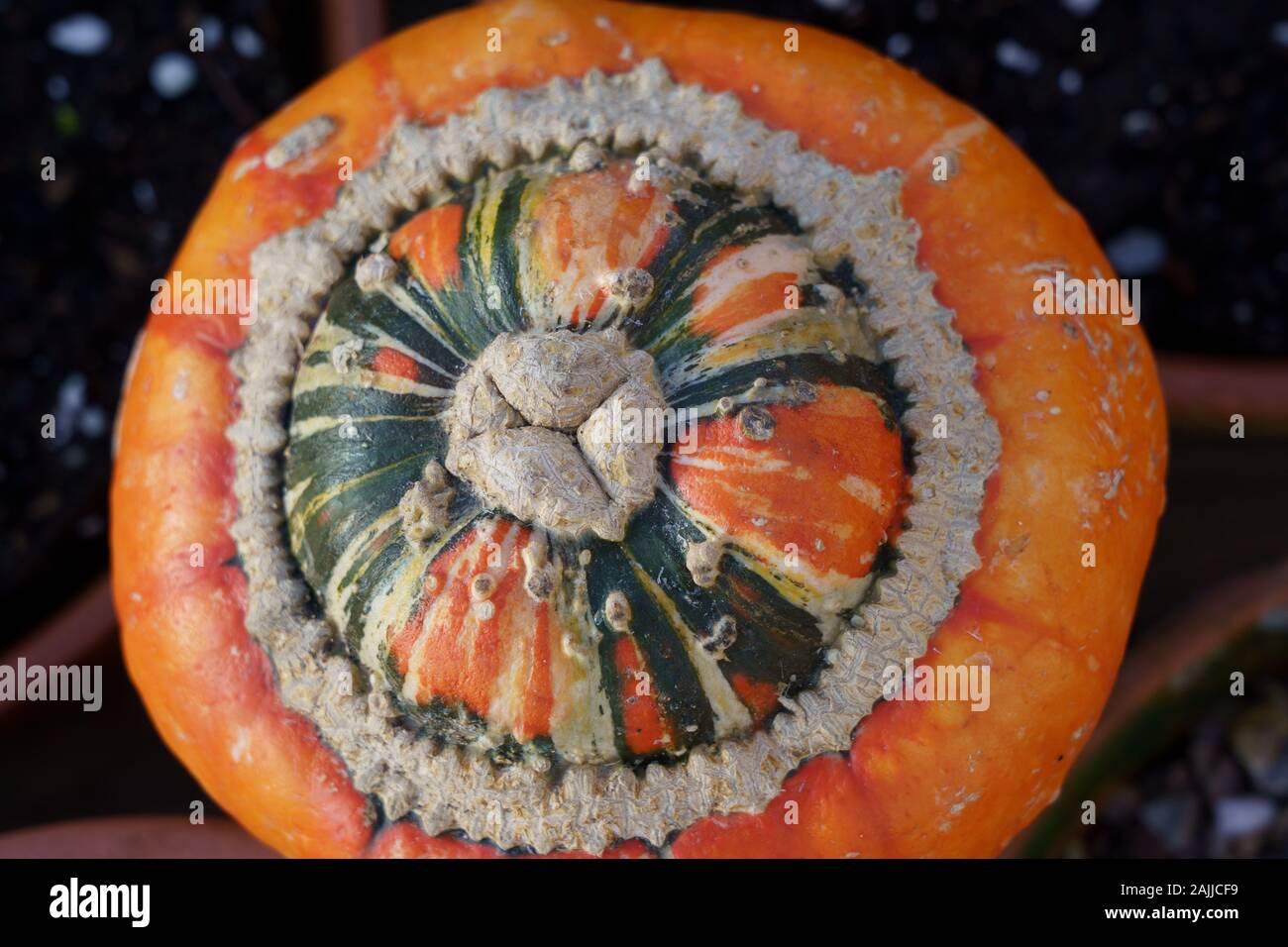 Vista panoramica di un Turban Squash Pumpkin, Harrogate, North Yorkshire, Inghilterra, Regno Unito. Foto Stock