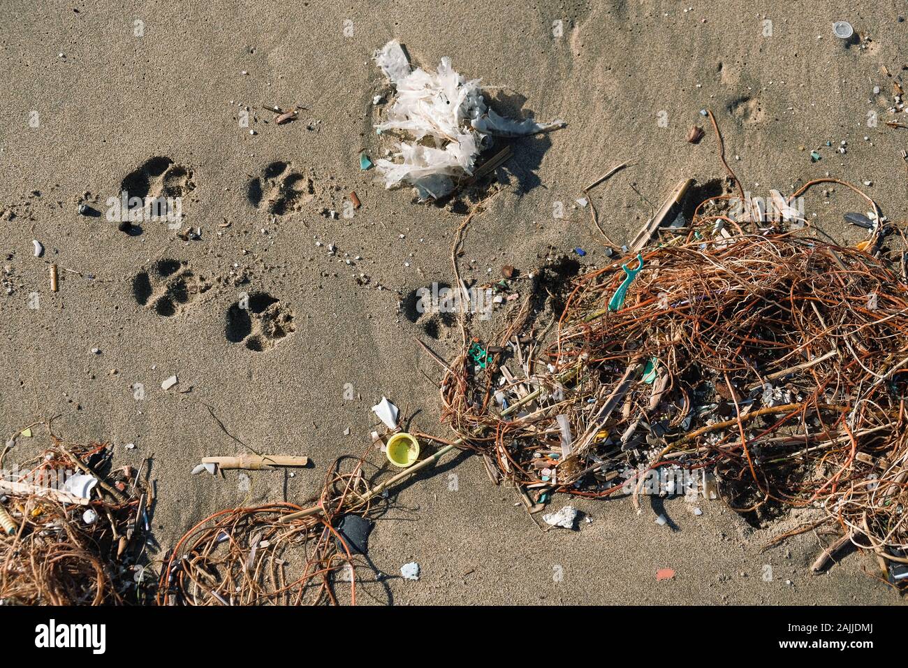 Orme di animali sulla plastica inquinata spiaggia sabbiosa ecosistema contaminato, Italia Foto Stock
