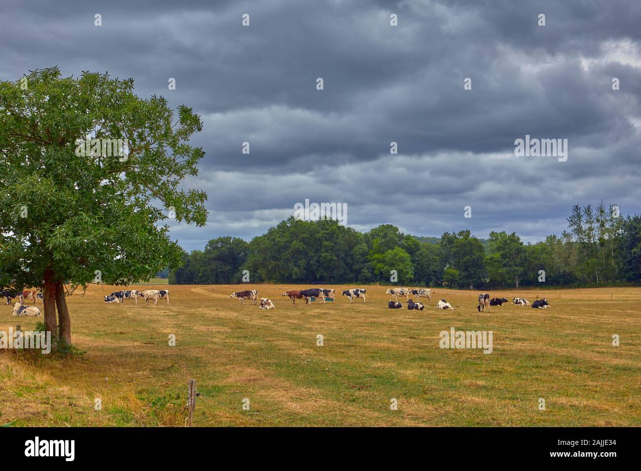 Immagine di sentito parlare di pascolo del bestiame in campo. Foto Stock