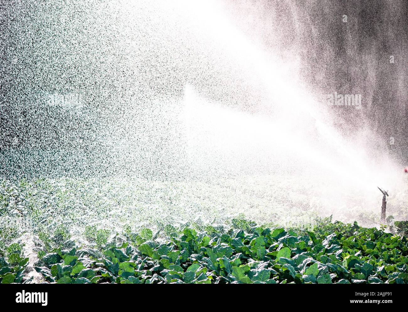 Acqua impianto sprinkler nel sole del mattino su una piantagione Foto Stock