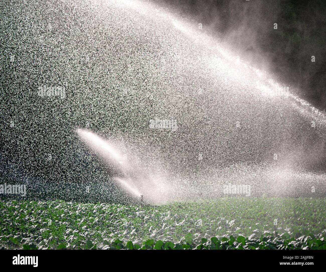 Acqua impianto sprinkler nel sole del mattino su una piantagione Foto Stock
