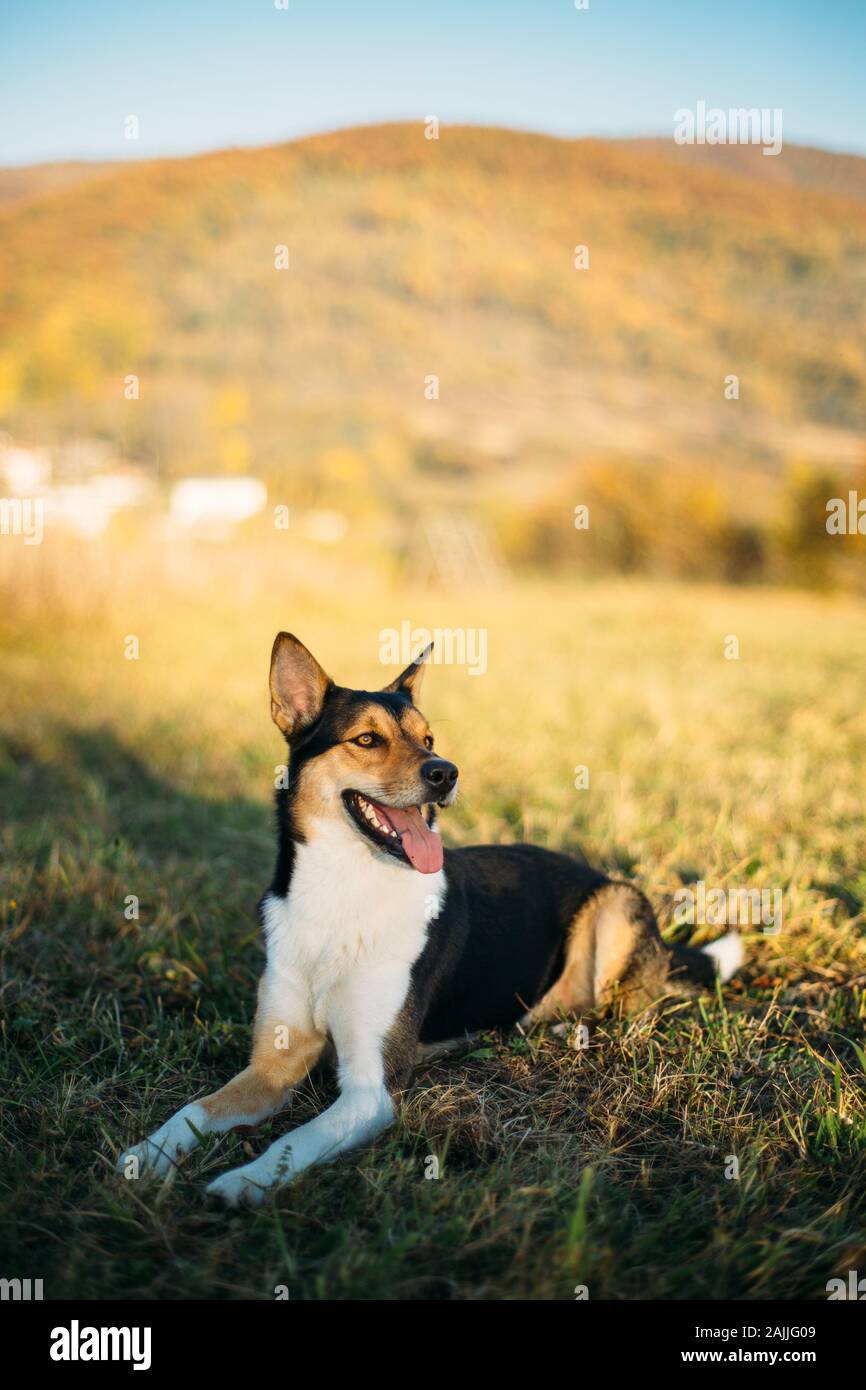 Cane a riposo su erba con paesaggio di montagna Foto Stock