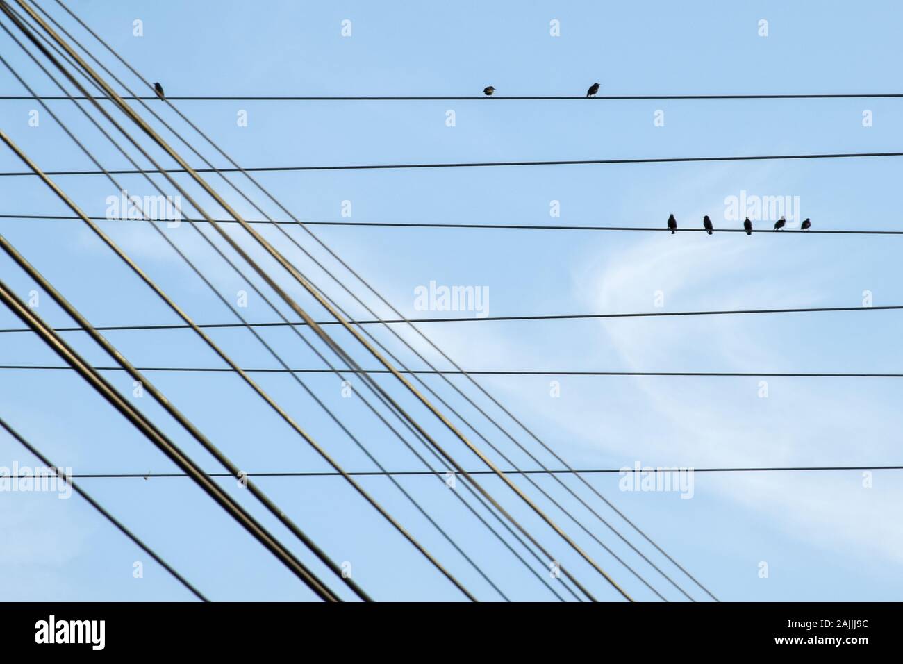 Gli uccelli si snare in cavi elettrici Foto Stock