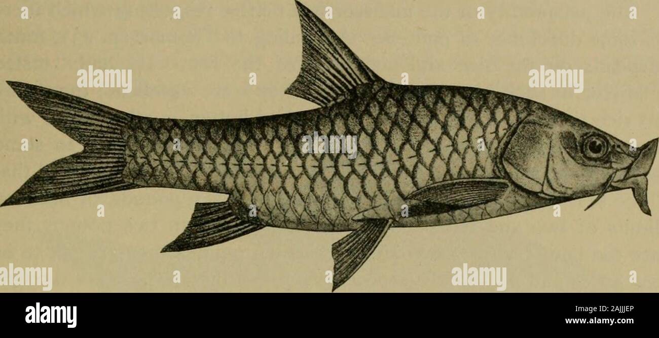 Smithsonian collezioni varie . , Cambodiaand Siam) sono state fornite come 57 da Sauvage nel 1881. Per questi manyhave stato aggiunto poiché da tutte le regioni. L'India è una terra favorita di ciprinidi e alcuni di loro sono finegame pesci. Molto al di sopra di tutte è la regale Mahseer {Barbus tor).ma di alta nel secondo rango provengono le grand Rohu (Labeo rohita),l'sprjghtly Mirgha {Cirrhina mrigala), e l'massiveCatla {Catla catla o buchanani), come esse sono state disegnate da Thomas trovanella Asta in India (1897, p. 196). Le specie più piccole, ma al gioco leastequally, sono a imboccatura larga Barils che hanno alcuni super-ficial resem Foto Stock