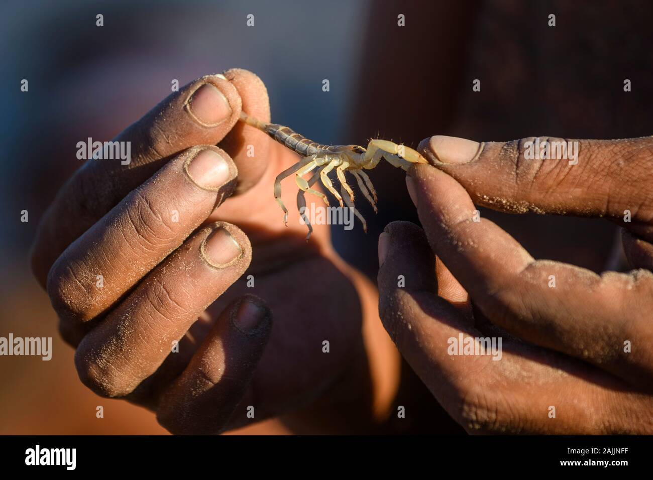 San manipolazione dei Boscimani scorpione Kalahari Botswana Foto Stock