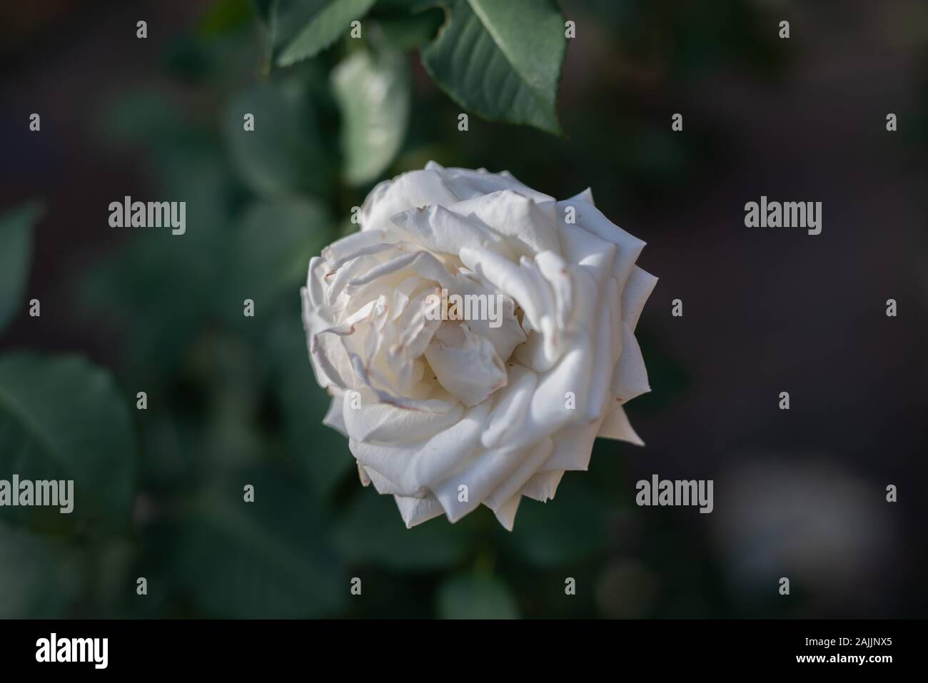 Rosa Bianca nella foresta Foto Stock