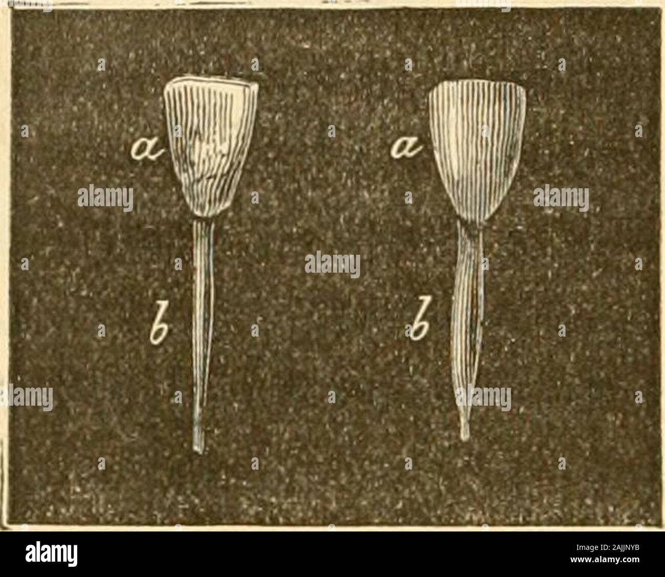 Trattato della carie dentaria : sperimentali e indagini terapeutiche . mostrano gli stessi risultati. Questi ex-periments spiegare i fenomeni dell'impostazione onedge prodotte in particolare sullo smalto mediante l'uso dideterminate sostanze alimentari ricchi di ossalati, come toma-dita, il sorrels, ecc., e gli effetti pregiudizievoli che theirfrequent uso possono avere sui denti. (J.) Acido acetico. Scad. I. - soluzione di materie cristallizzabili acido acetico di uno partin mille : un grammo per litro di acqua. La liquidat la fine di due anni è rimasta limpida e transparentwith un leggero deposito di stampo e anoth Foto Stock