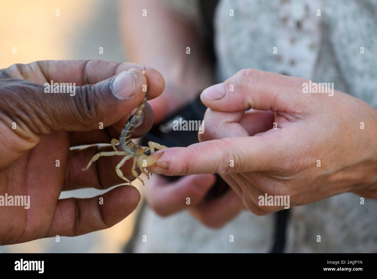 Tourist e San Bushman che gestiscono uno scorpione, Kalahari, Botswana Foto Stock