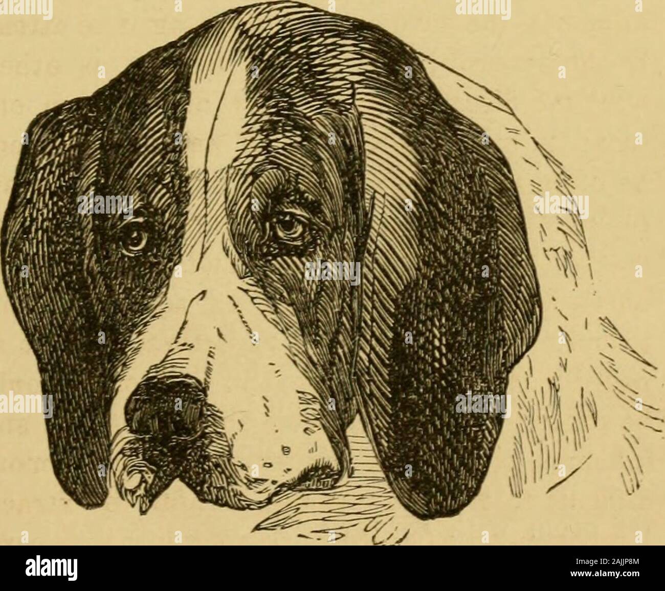 Allevamento, formazione, gestione, malattie & c di cani: . Per attendto lo stato di salute generale del paziente, come altri-Avise la malattia può essere guidato solo da onelocality, di essere costretto ad uscire da un altro. Esso forse spesso necessario per mettere la museruola agli animali, su ap-maneggiando il lavaggio, impiastro, seton, &o. ; Egli mayeasily essere mantenuto costante e innocuo e shouldon non possono assolutamente essere trascurati, sul conto di hisaversion di manipolazione, ma come poco aspossible rugosità deve essere fatto ricorso a. Spine devonoessere estratta accuratamente dall'orecchio, prima anyinflammation imposta in come essi diventano poi moredifficult per rilevare e altro ancora Foto Stock