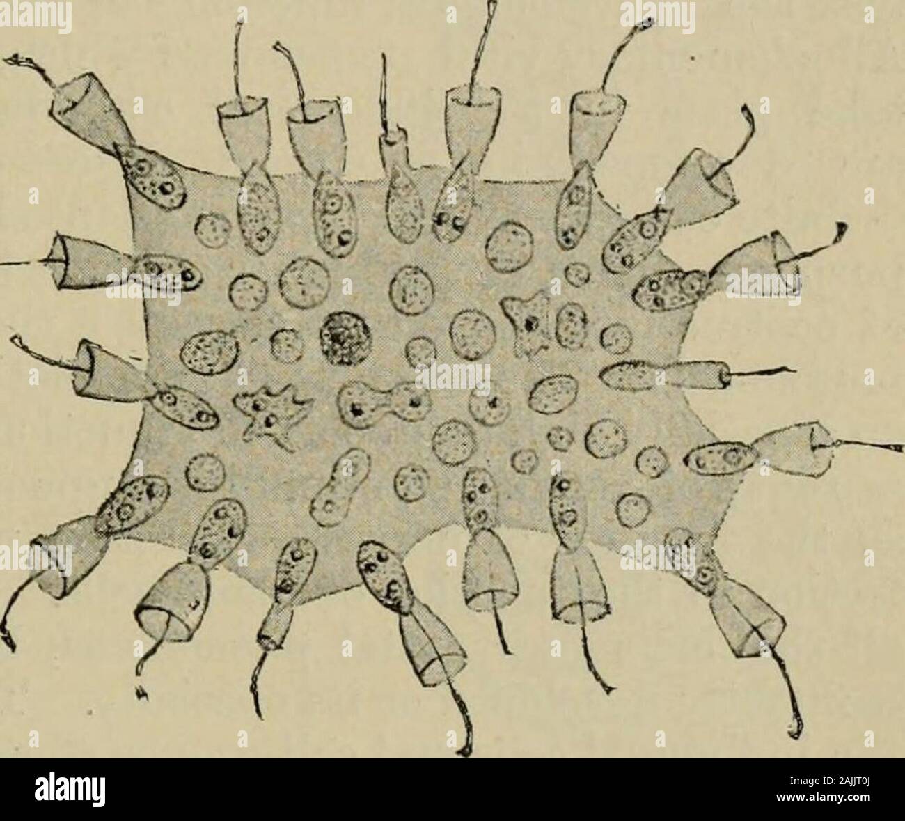 Fisiologia Generale; un contorno della scienza della vita . ssential funzionalità trovanella ontogenesi come nella filogenesi. Essa rimane per l'embriologia del futuro di discoverin dettaglio il collettore di molto le relazioni speciali che sono come differentas gli organismi stessi. Mentre la causa meccanica della cella-differenziazione nel com-plicated cell-comunità deve essere ricercata in modifiche della sua relationswith l'ambiente, che per ogni cellula e cellula-generazione aredue a continuare la divisione delle cellule, la divisione del lavoro tra le cellule sibasa su lo sviluppo della cellula-comunità stessa.1 Il workof mai Foto Stock