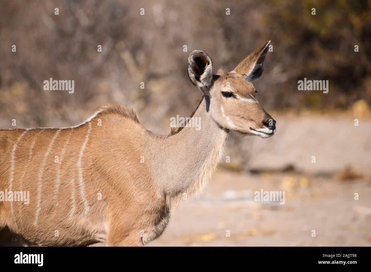 Femmina Grande Kudu, Tragelaphus Strepsiceros, Makgadikgadi Pans Parco Nazionale, Kalahari, Botswana Foto Stock