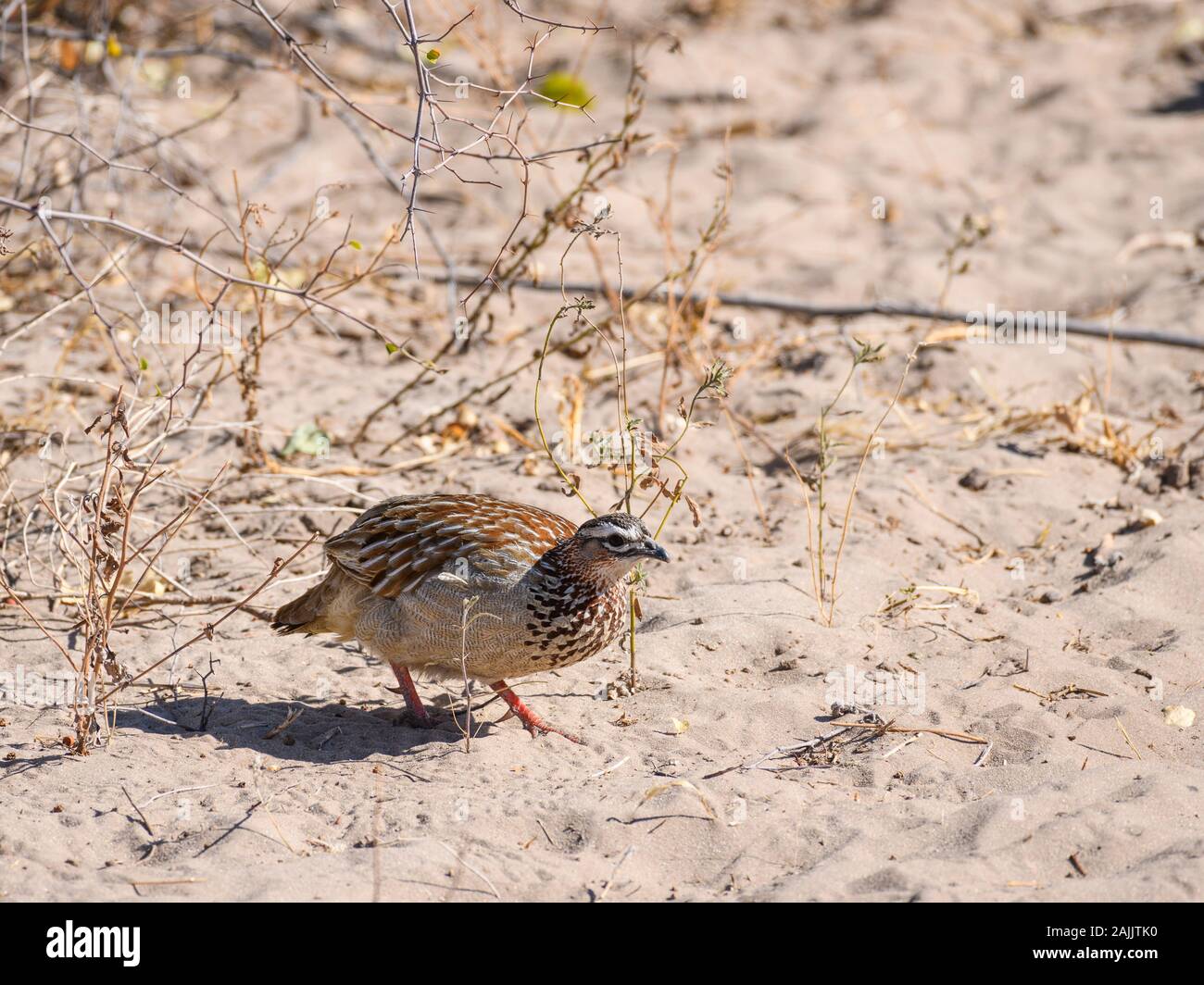 Crested Francolin, Dendroperdix Sephaena, Makgadikgadi Pans National Park, Kalahari, Botswana Foto Stock