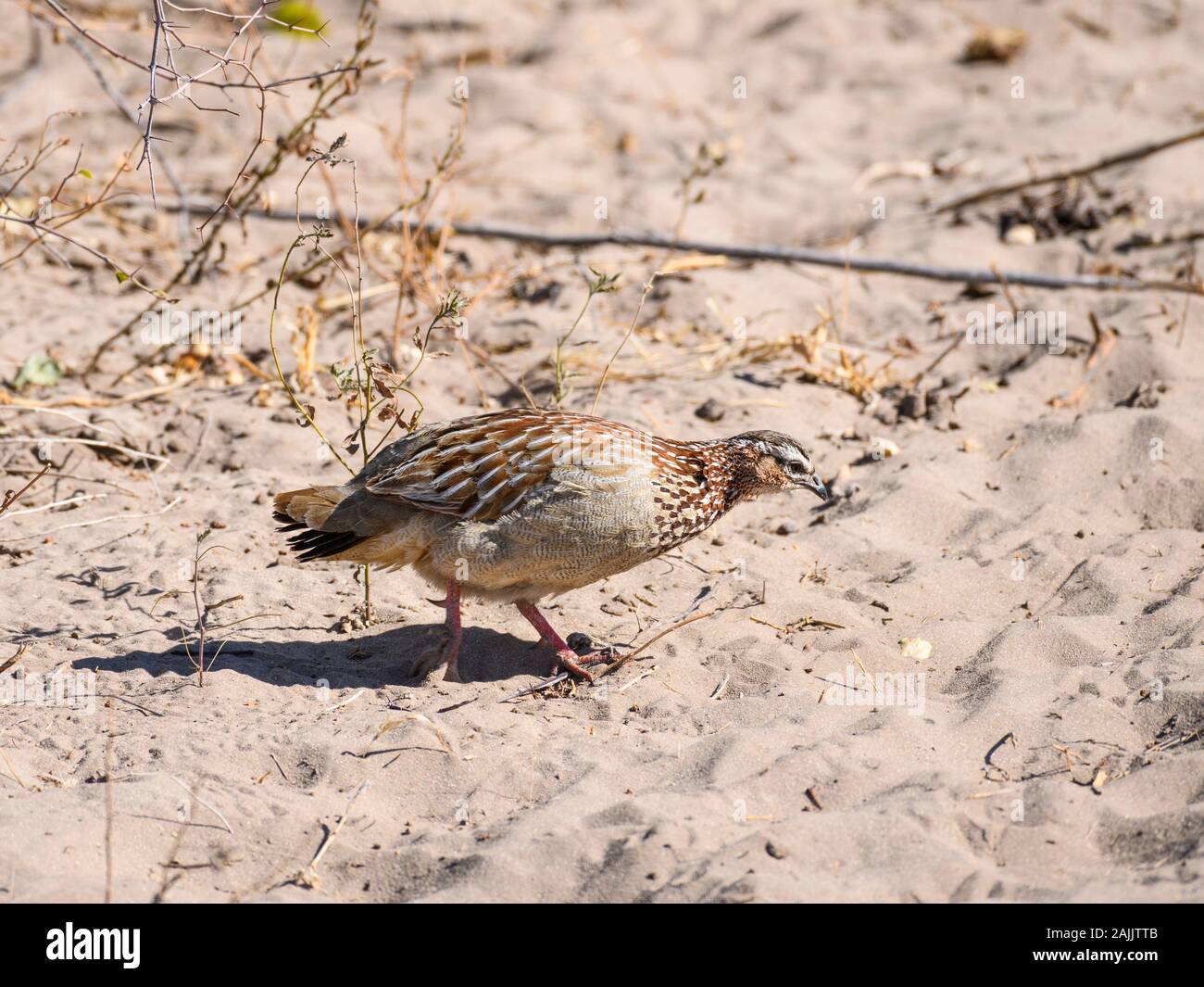 Crested Francolin, Dendroperdix Sephaena, Makgadikgadi Pans National Park, Kalahari, Botswana Foto Stock