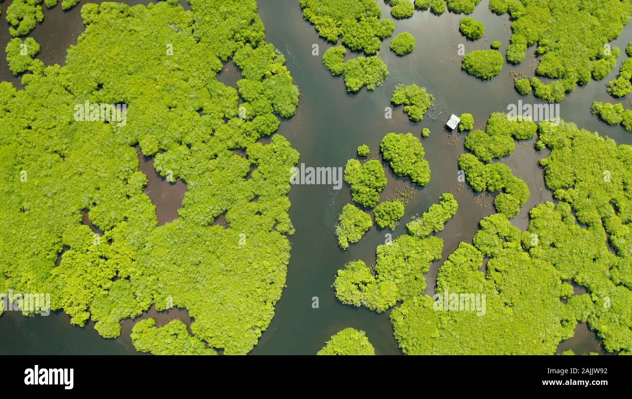 Mangrove Foreste verdi con i fiumi e i canali su un isola tropicale, antenna fuco. Paesaggio di mangrovie. Foto Stock