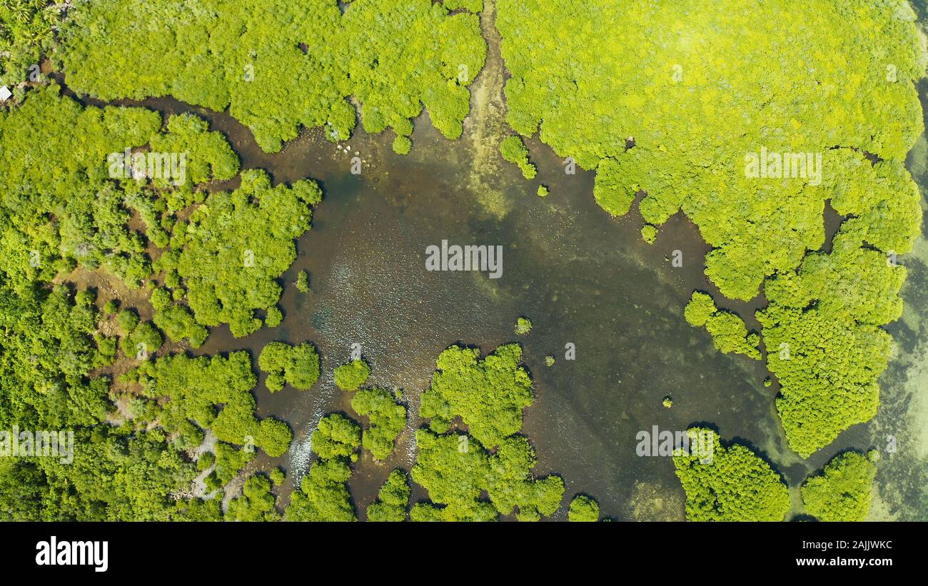 Mangrove Foreste verdi con i fiumi e i canali su un isola tropicale, antenna fuco. Paesaggio di mangrovie. Foto Stock