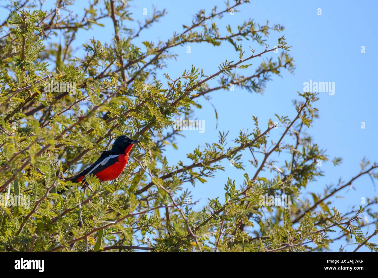 Crimson-Breasted Shrike, Laniarius atrococcineus, conosciuto anche come Crimson-breasted Gonolek, Makgadikgadi Pans National Park, Kalahari, Botswana Foto Stock