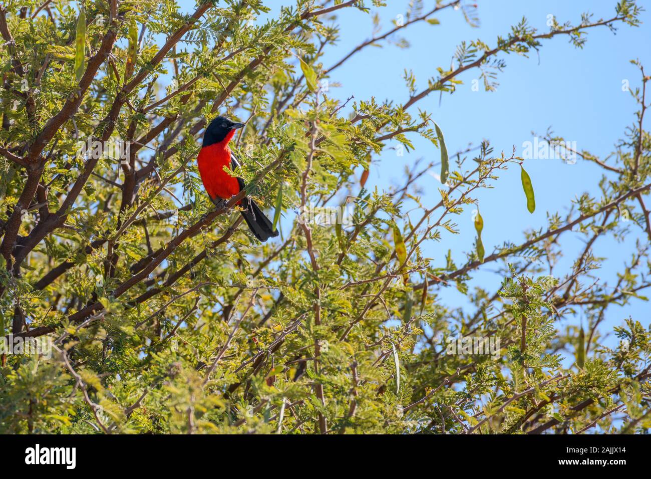 Crimson-Breasted Shrike, Laniarius atrococcineus, conosciuto anche come Crimson-breasted Gonolek, Makgadikgadi Pans National Park, Kalahari, Botswana Foto Stock