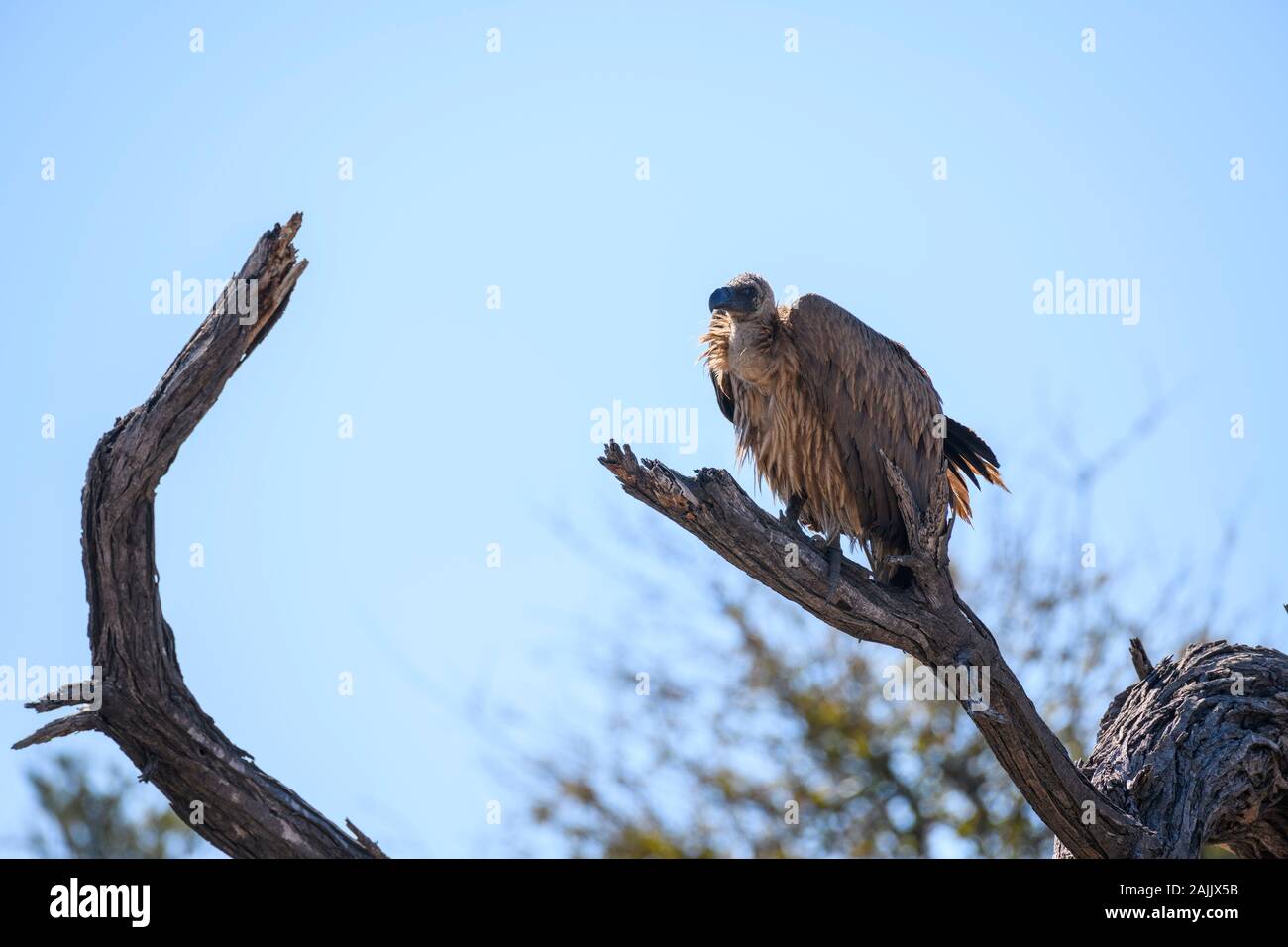 Vulture A Dorso Di Bianco, Gyps Africanus, Parco Nazionale Makgadikgadi Pans, Kalahari, Botswana Foto Stock