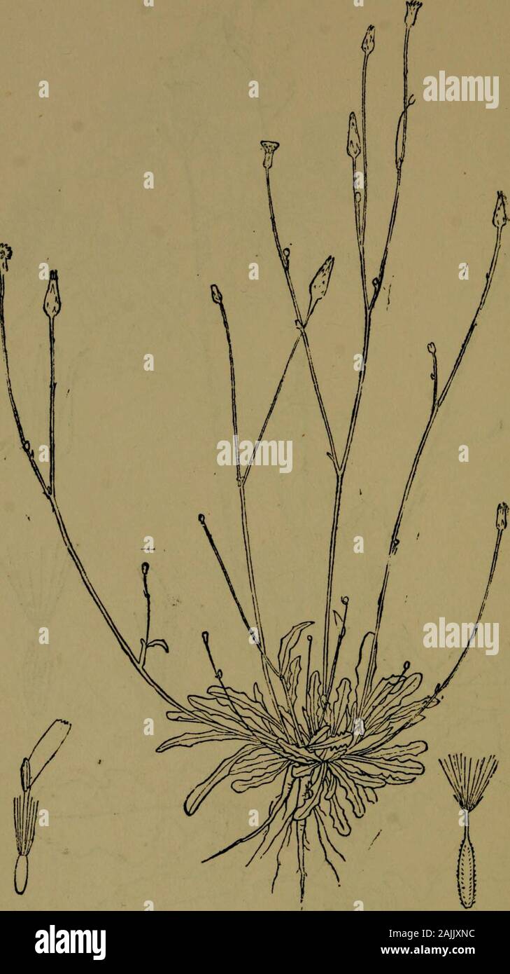 La flora del Nilgiri e Pulney Hill-tops . JD. R, Fjson del. CREPIS JAPONICA Benth. ^ Nat. 402 composit/E. 1 D, R. Fyson del HYPOCH/ERIS GLABRA L. COMPOSIT/E 403 Foto Stock