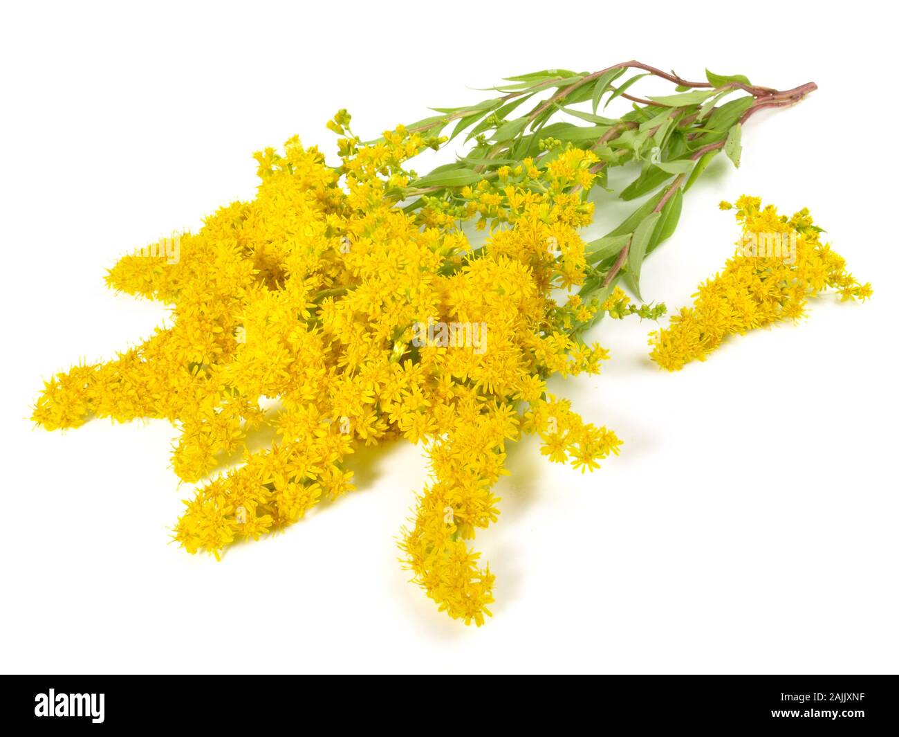 Goldern fresco asta su sfondo bianco Foto Stock