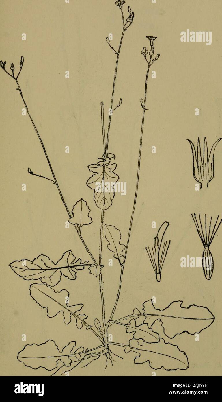 La flora del Nilgiri e Pulney Hill-tops . D. R, Fpon del CNICUS WALLICHII DC. iNat. COMPOSITE 401. JD. R, Fjson del. CREPIS JAPONICA Benth. ^ Nat. 402 composit/E Foto Stock