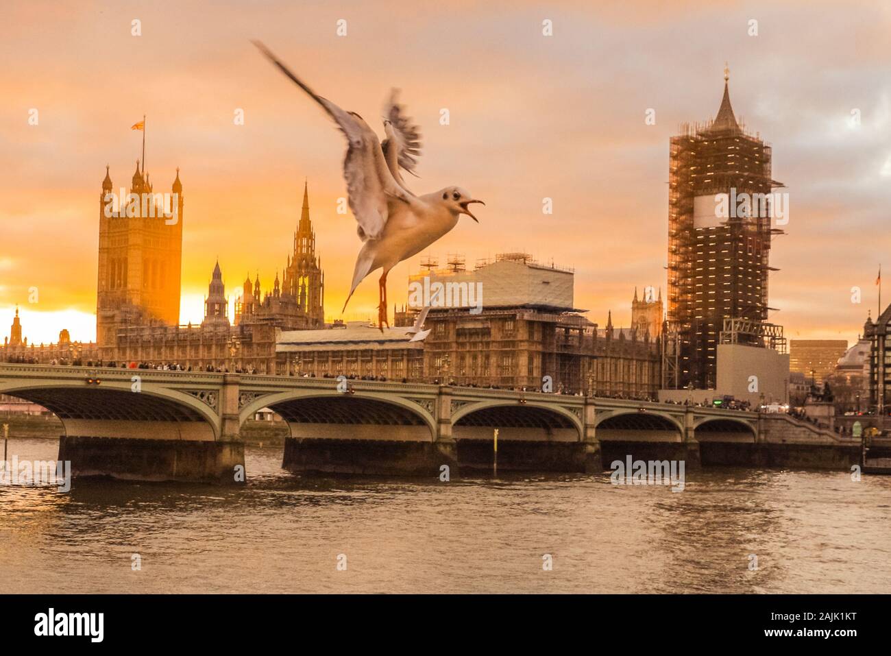 Westminster, Londra, 4 gennaio 2020. Un gregge di cheeky gabbiani foto sono il bombardamento di un fotografo di colpi di Westminster tramonto come essi flutter intorno e muovi il puntatore del mouse nella ripresa, proprio di fronte al Palazzo del Parlamento sul Fiume Tamigi. Foto Stock