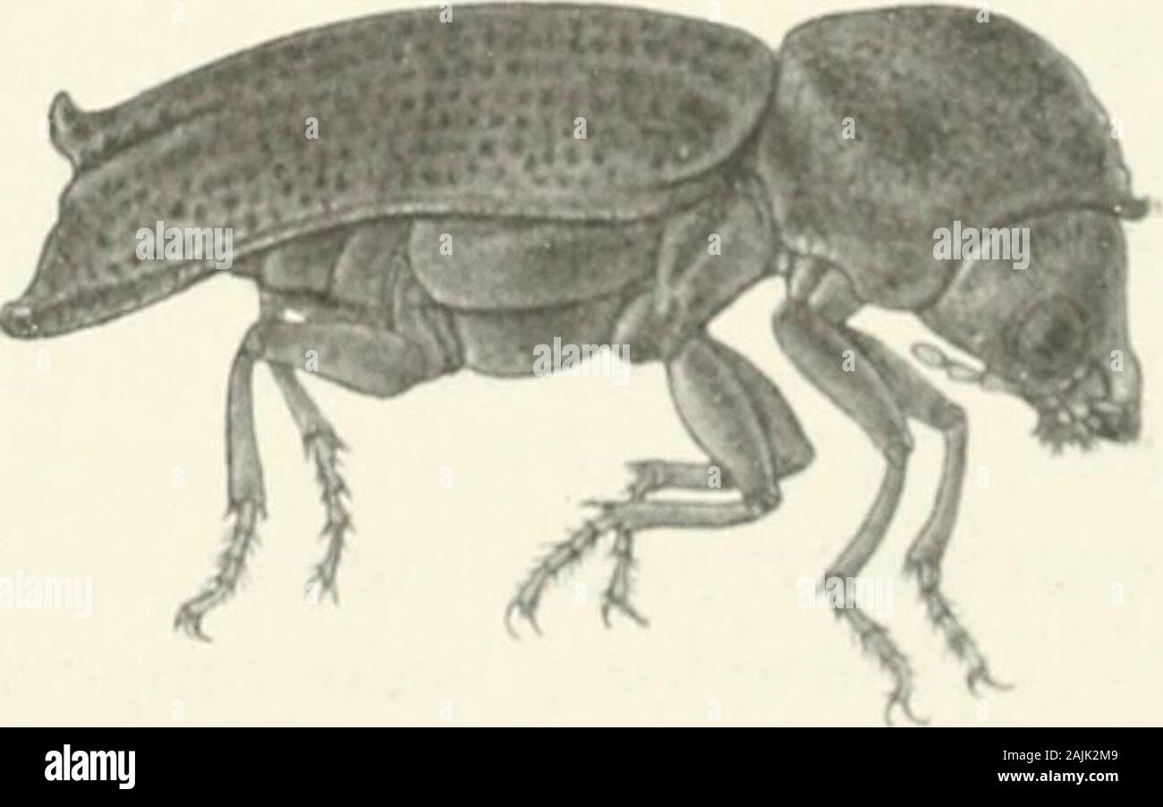 La Foresta Indiana di insetti di importanza economica dei coleotteri . erede di forma cilindrica e di colore marrone scuro o nero e il cappuccio prothorax, che è spesso,seghettato e raspa-simili sulla superficie anteriore. I coleotteri molto simili a e sono spesso scambiate per Scoly- tidae, gli scoliti. Da queste possono essere Beetle. distinti dai suddetti tuberculate e raspa-come prothorax, mediante la retta inste;i 1 di antenna a gomito, il quale ha una tre-club articolata alla sua estremità e l"y cinque giunture di Tarso, prima o basale del comune che è piccolo, la seconda e la quinta essendo a lungo. La guarnizione Foto Stock