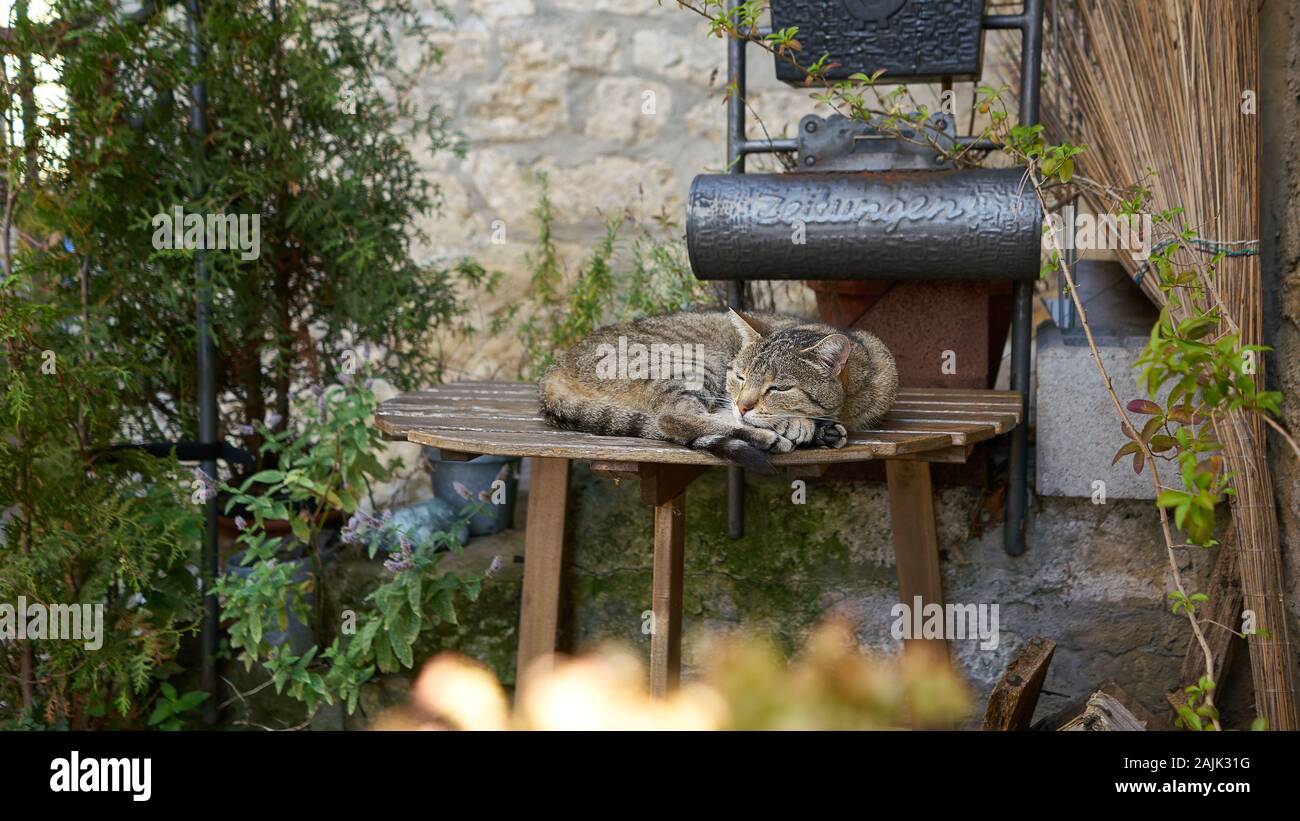 Il gatto assonnato prende un sonnellino pomeridiano su un tavolo di legno alle porte della sua casa in Germania. Foto Stock