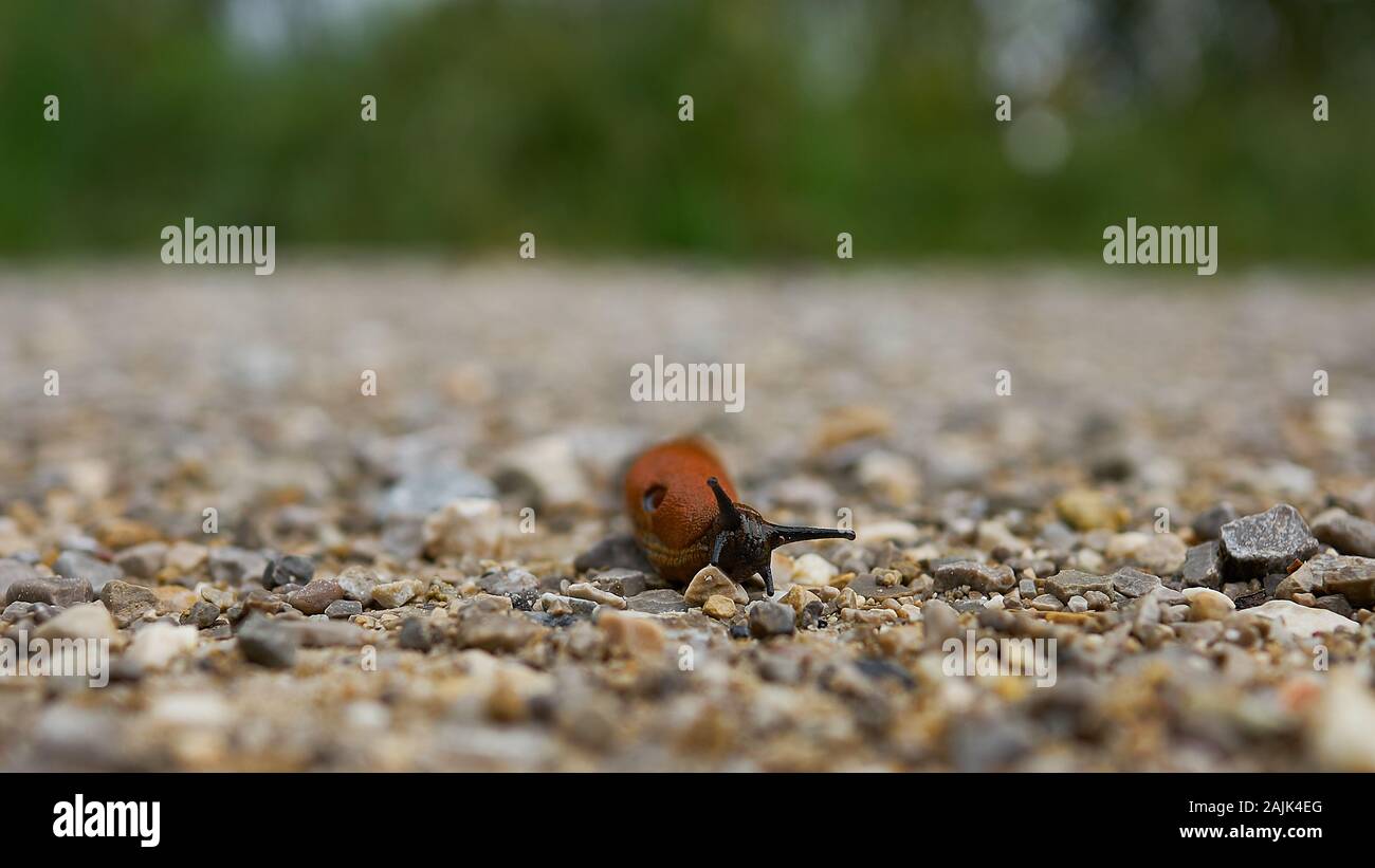 Pneumostome, Snail con i colori bei fa un viaggio attraverso un sentiero di ghiaia in Baviera, Germania. Foto Stock