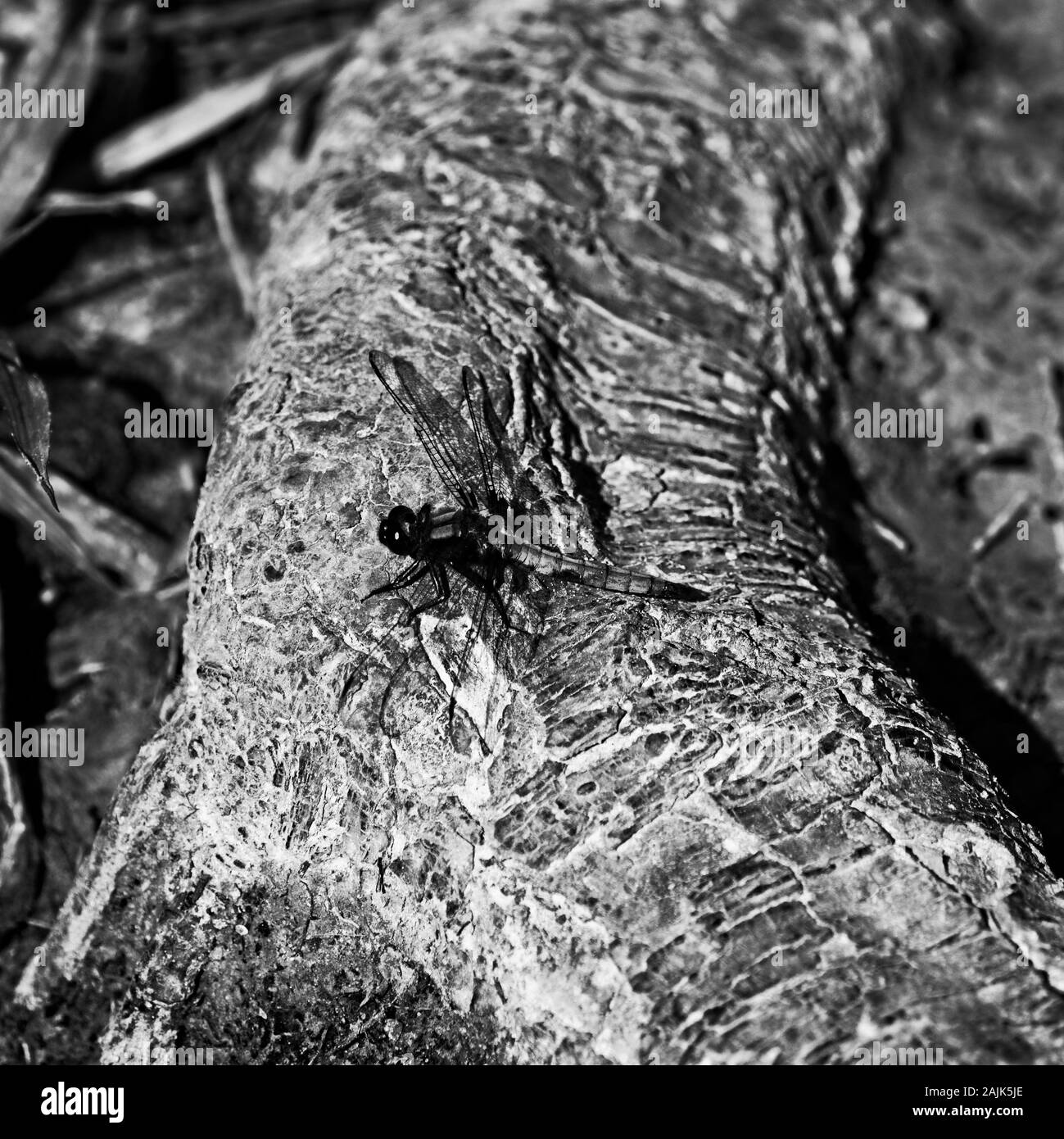 I boschi, TX USA - 04-02-2019 - Blue Dragon Fly sul Log nei boschi in B&W Foto Stock