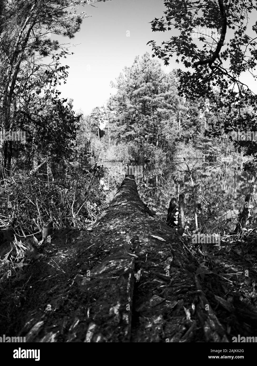 Conroe, TX USA - 11/15/2019 - Albero caduto che sfocia nel lago in B&W Foto Stock