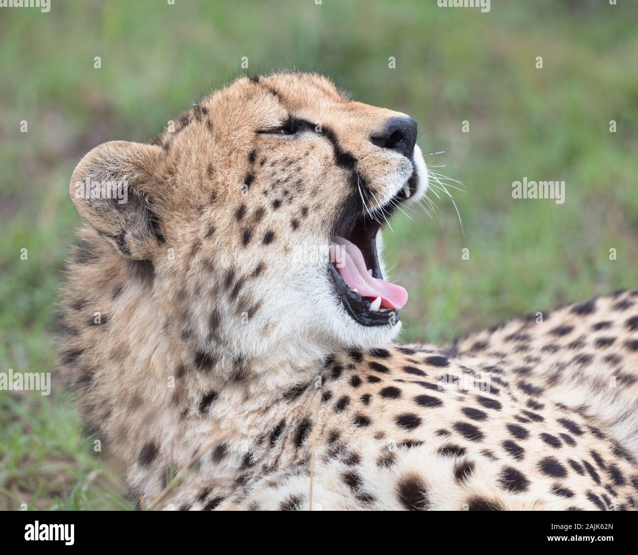 Close up di un ghepardo sbadigli Foto Stock