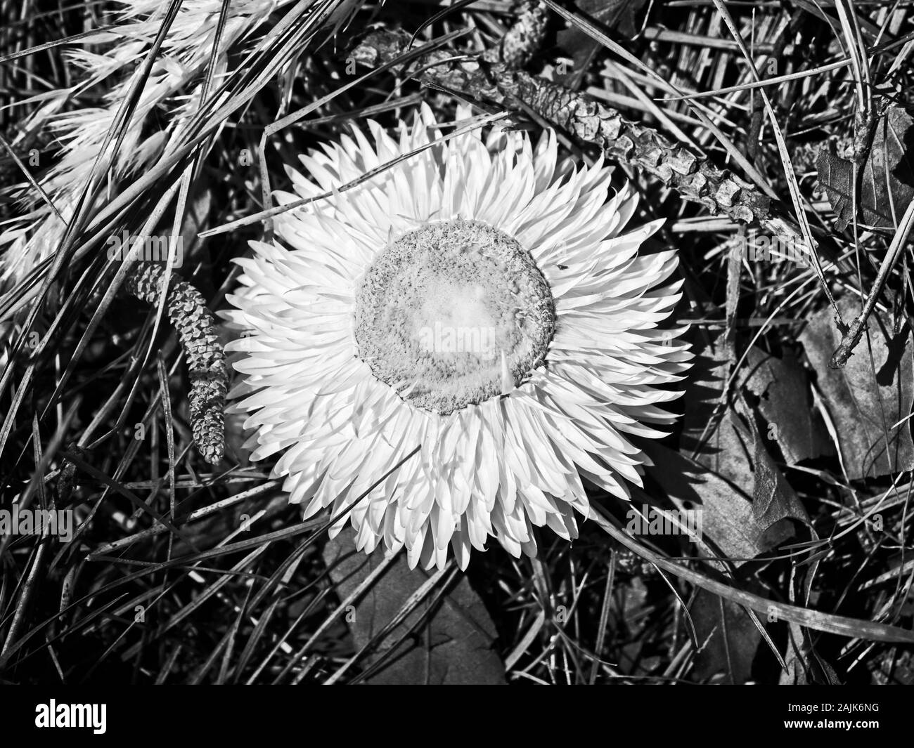 I boschi, TX USA - 04-02-2019 - fiore bianco nel suolo della foresta in B&W Foto Stock