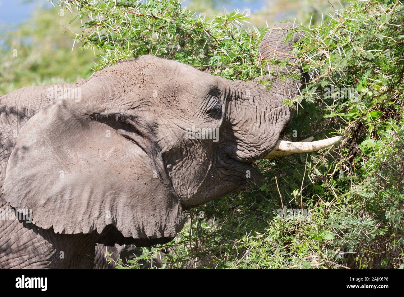 Elefante africano (Loxodonta africana) navigando sulla spinosa alberi di acacia Foto Stock