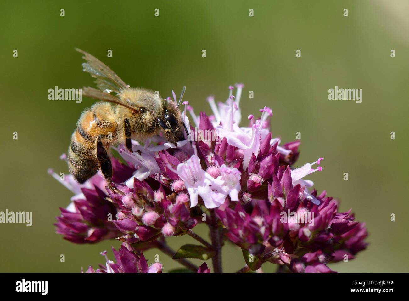Honeybee (Apis mellifera) con molto usurati ali nectaring su un selvatico MAGGIORANA (Origanum vulgare) flowerhead in un gesso prato pascolo, Wiltshire, Regno Unito, Foto Stock