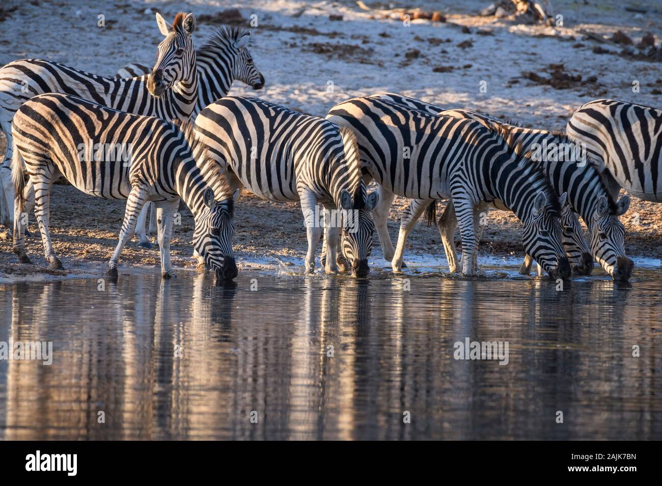 Zebra di Burchell, Equus quagga burchellii, bevendo nel fiume Boteti, Parco Nazionale Makgadikgadi Pans, Kalahari, Botswana. Conosciuto anche come pianure o ZEBRA comune Foto Stock