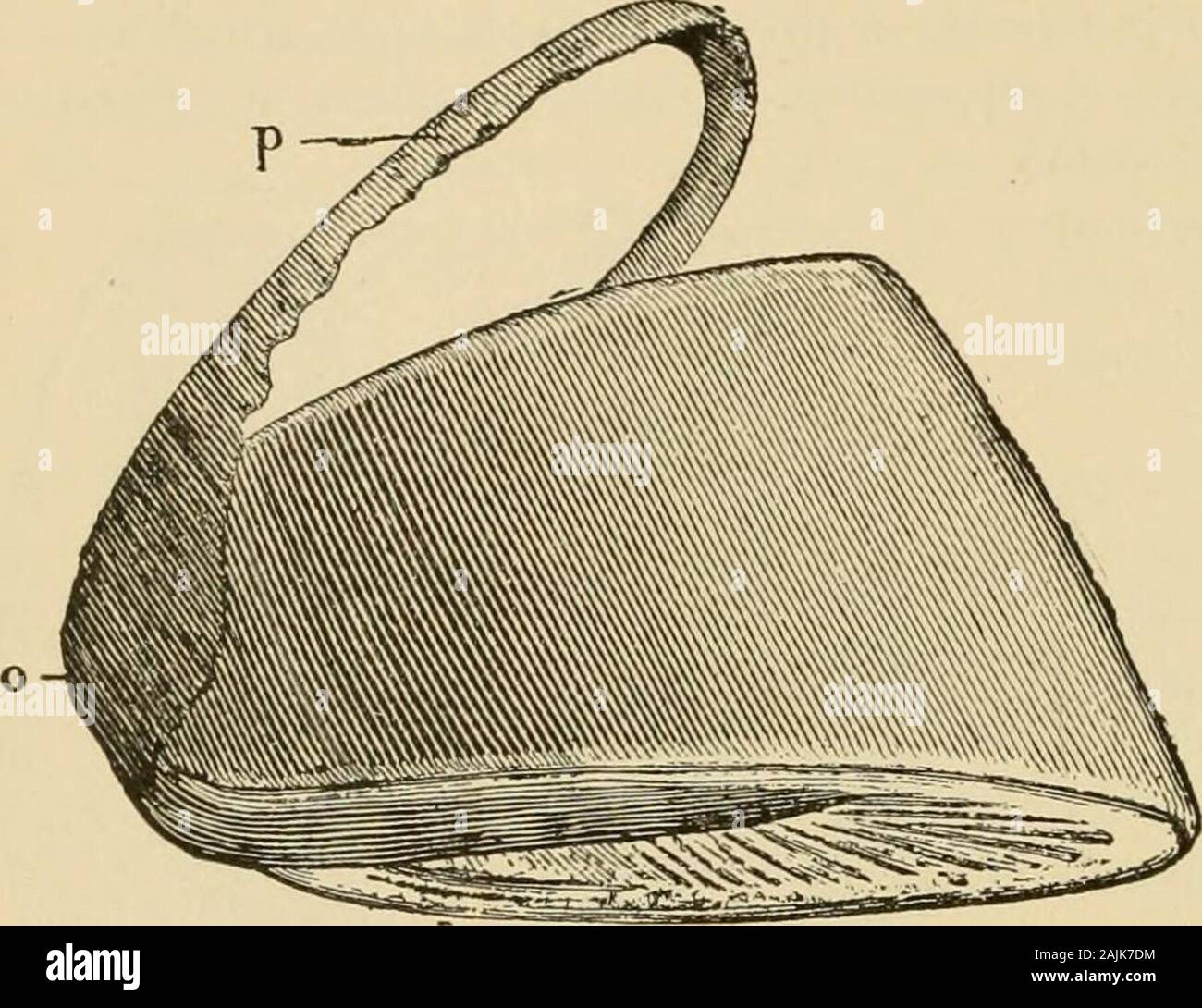 La parte esterna del cavallo . J 1 "1 i J Fig. 115.-sezione trasversale dello zoccolo (posteriorpart). Fig. 116.-Rana e periople. i rami ftiruncular, in condizioni di natura, è su lo stesso livello come quelladel talloni e barre; che di conseguenza si appoggia sul terreno, come può essere 320 LA PARTE ESTERNA DEL CAVALLO. facilmente osservata dall'esame della sezione trasversale rappresentata nelle figg. 113 e 115, praticata su piedi nudi piedi. La rana al suo auferinrextremity, termina in apoint (Figg. Malata e 116),che è presentata nella somma-mit del re-entering inclinazionedi la suola. La sua sezione posteriore e. Foto Stock