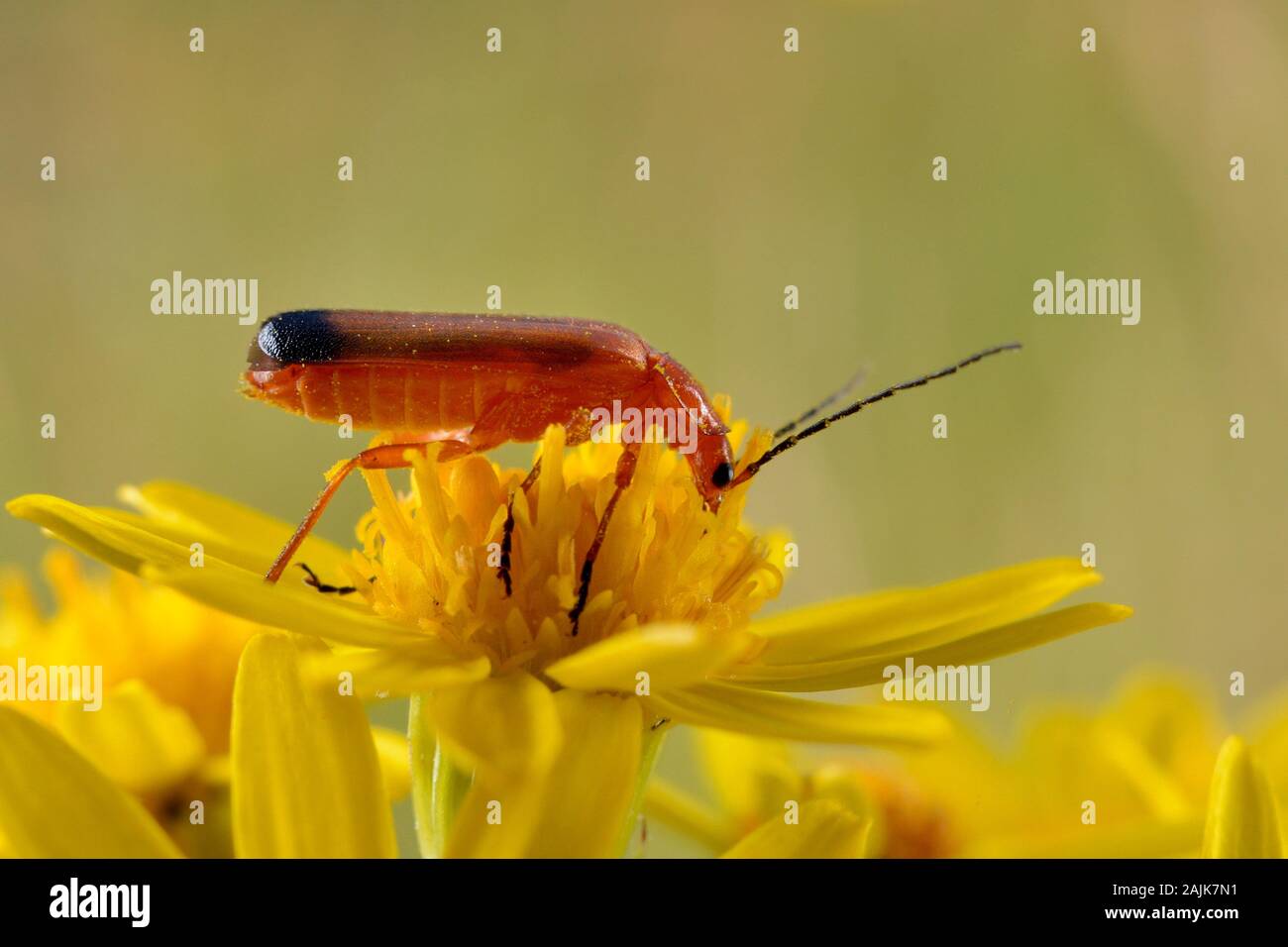 Comune soldato rosso / nero-soldato punta beetle (Rhagonycha fulva) nettare di alimentazione su un fiore di erba tossica (Senecio jacobaea) in un prato, UK. Foto Stock