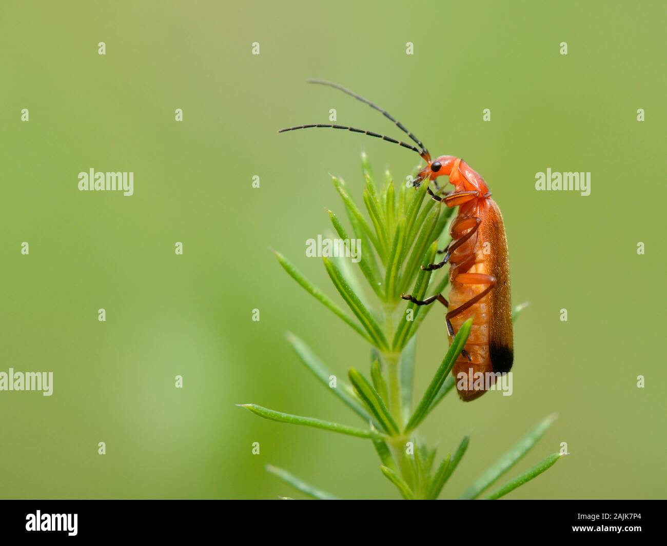 Comune soldato rosso beetle / nero-soldato punta beetle (Rhagonycha fulva) su un oca grass / Cleavers (Galium aparine) impianto, Wiltshire, Regno Unito. Foto Stock